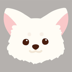 Flat colored white Chihuahua puppy front head