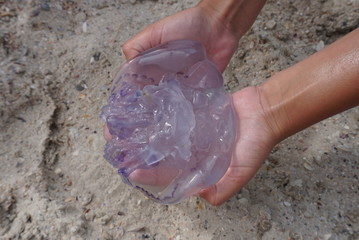 big blue jellyfish in hands
