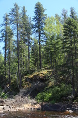 Forêt boréale lac saint-Jean Québec