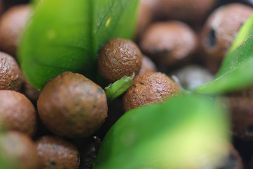 Macro photo of leca. Closeup hydroponic grow media. ZZ Plant propagation in leca. Houseplants. Leaf propagation
