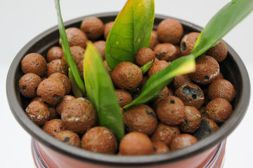 Closeup photo of leaves propagating in leca. ZZ plant in hydroponic grow media
