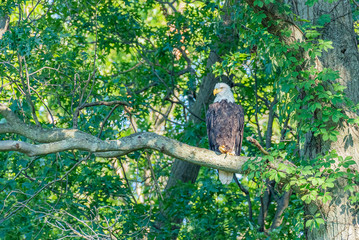 Bald eagle perched on tree branch in forest
