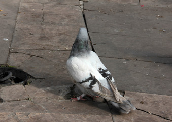 Fototapeta premium cute birds and pigeons that eat food