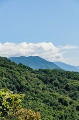 Obraz premium tea plantation in the mountains