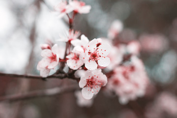 Obraz premium Desabrochar das flores da ameixeira.