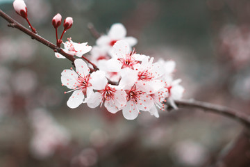 Desabrochar das flores da ameixeira.