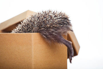 image of hedgehog box white background 