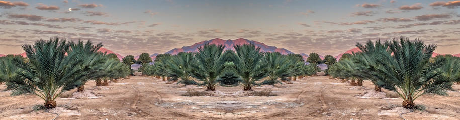 Fototapeta na wymiar Plantation of date palms, agriculture industry in desert areas of the Middle East, digitally manipulated image for inspiration of beauty the nature