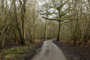 Fototapeta na wymiar Path in the forest, winter in Hatfield forest
