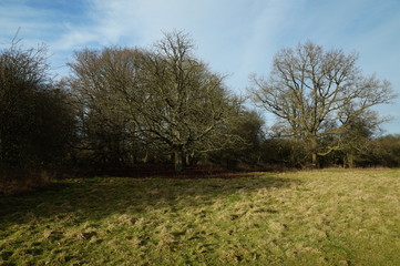 Trees in winter, Hatfield forest, February 2017