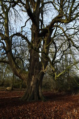 Trees in winter, Hatfield forest, February 2017