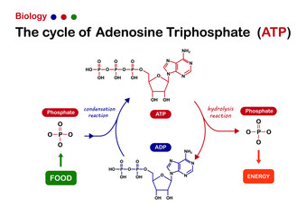 Biology diagram show Adenosine triphosphate (ATP) cycle for energy production in cell