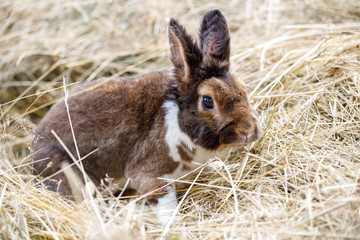 beautiful brown rabbit sitting in the hay