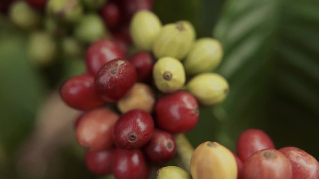 Fresh red coffee berries beans background. Arabica and robusta coffee berries in organic coffee plantation. Macro close up shoot.