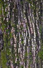 Obraz premium Tree trunk texture