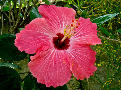 Pink Hawaiian Flower