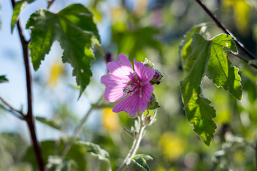 Fototapeta premium Wild mallow flower in the Sardinian countryside