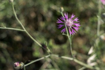 Wild thistle flower in the Sardinian countryside