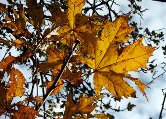 autumn leaves of deciduous trees painted in different colors in the Podlasie region in Poland 2019