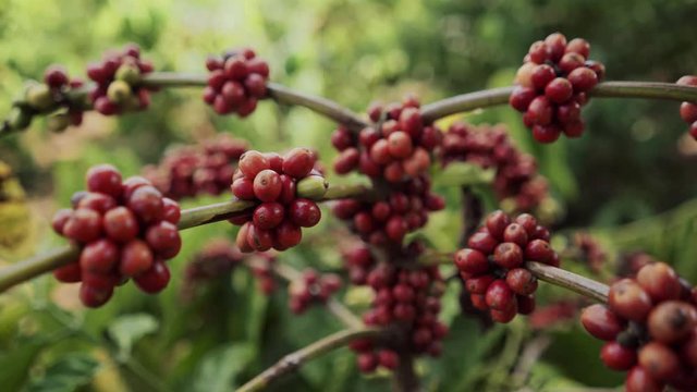 A ripe coffee bush in the mountains of Vietnam, ready for harvest with green and red coffee cherries. Arabica and Robusta coffee grow