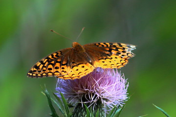 Pearl Crescent Butterfly