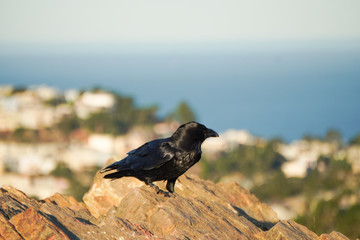 A crow standing on the stone