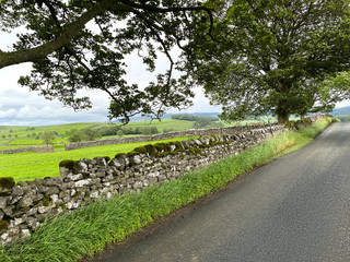 Side view, across a dry stone wall, with wild grasses, and old trees near, Esholt Skipton, UK