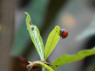 Beautiful Insect of India.