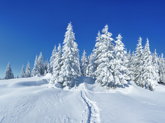 Pine trees in the snowdrifts. Blue sky. On the lawn covered with snow there is a trodden path...