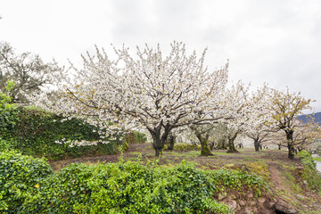 Fototapeta na wymiar Flowering cherry in Valley of Jerte, Caceres, Spain.