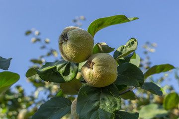 Quince fruits on the tree. Foods useful for the liver and pancreas. Fruits and leaves. Traditional medicine against viruses, flu, colds. Antiviral agent. Autumn fruits. Health without pills and drugs.