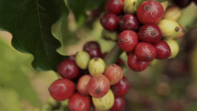 A ripe coffee bush in the mountains of Vietnam, ready for harvest with green and red coffee cherries. Arabica and Robusta coffee grow.
