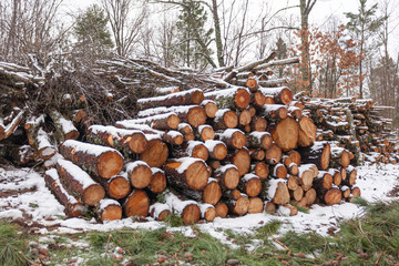 A pile of oak wood for the snow-covered stove.
