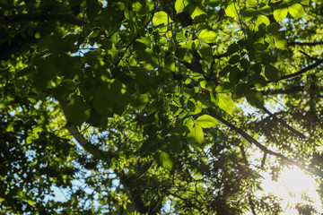 Green trees and leaves outdoor in sunny day