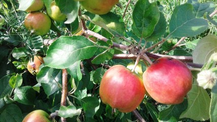 apples on a branch