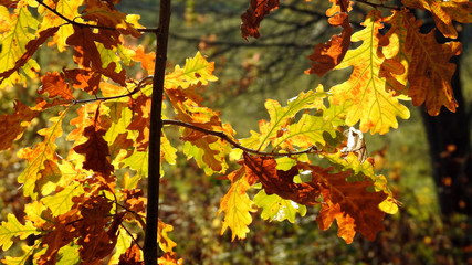 autumn leaves of deciduous trees painted in different colors in the Podlasie region in Poland 2019