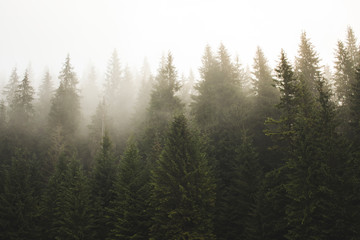fog in the woods, Haze in fir forest