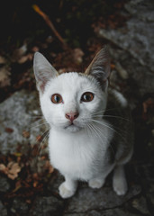 portrait of a white kitten 