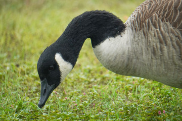 Canada Goose's head close-up