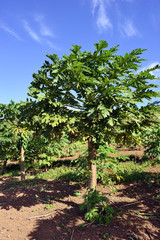 Fototapeta na wymiar Papaya trees. Mauritius island, Africa
