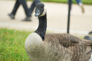 Canadian Geese in a daze