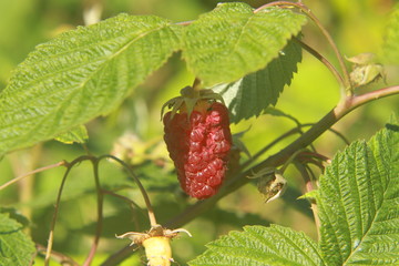 raspberry on a bush