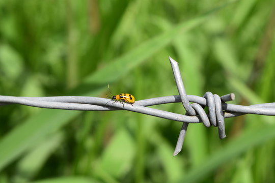 ladybird on a barbed wire,  Colombia 