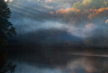 Autumn trees with red and yellow leaves on the background of the lake in the fog