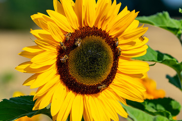 sunflower and bee