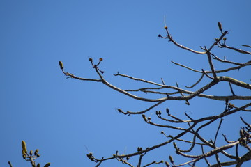 tree branches against blue sky