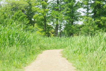 Obraz premium 公園の緑道