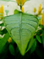 green leaf on a beautiful angle