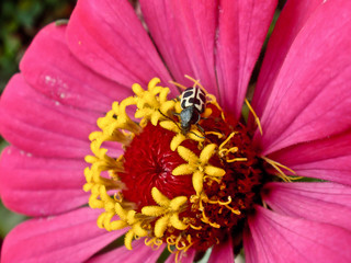 close up of a pink flower with bug