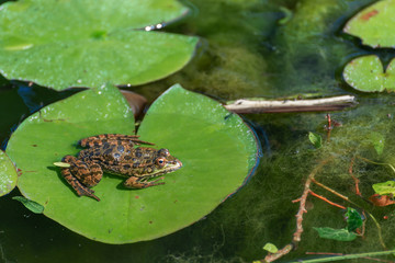 Frog sitting on a water lily in a pond
